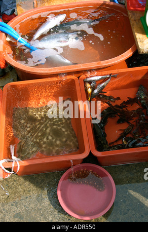 Live stingray and dying fish at seafood market Dodong Ri harbor Ulleungdo South Korea Stock Photo