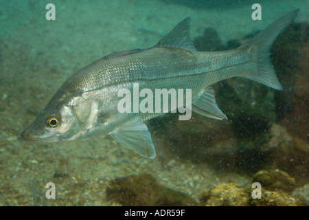 Snook Centropomus undecimalis in captivity at Tamar Project Regencia Espirito Santo southeast Brazil Stock Photo