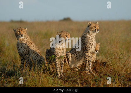 Four young cheetah sitting on a termite mound in the Masai Mara National Reserve Kenya East Africa Stock Photo