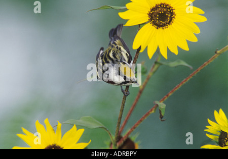 Chestnut-sided Warbler Dendroica pensylvanica male on sunflower South Padre Island Texas USA April 2005 Stock Photo