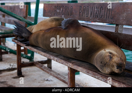 Galapagos 'Sea Lion' [Zalophus wollebaeki] cute sealion sleeping on bench, [Baltra Island], Galapagos Islands, Ecuador Stock Photo