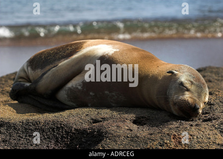 Galapagos 'Sea Lion' [Zalophus wollebaeki], sealion sleeping on rock, 'close up', Floreana Island, [Galapagos Islands], Ecuador Stock Photo