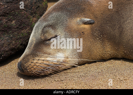 Galapagos 'Sea Lion' [Zalophus wollebaeki], 'close up' portrait of sleeping sealion, Floreana Island, Galapagos Islands, Ecuador Stock Photo