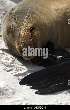 Galapagos 'Sea Lion' [Zalophus wollebaeki], sealion sleeping with head on flipper, 'Gardner Bay', Espanola, [Galapagos Islands] Stock Photo