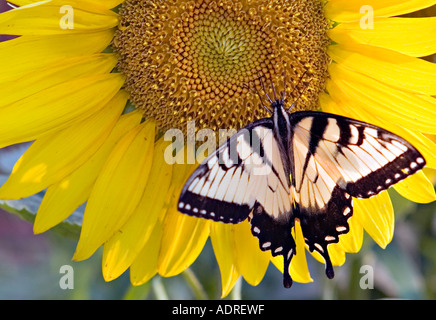 SOUTH CAROLINA ROCK HILL Zebra Swallowtail butterfly feeding on bright yellow sunflower Stock Photo