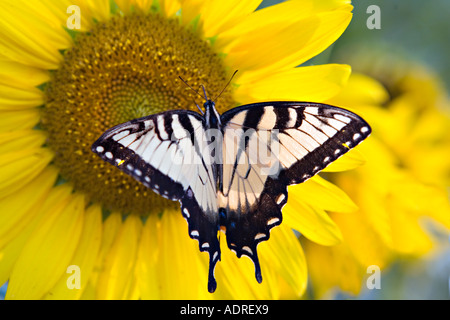 SOUTH CAROLINA ROCK HILL Zebra Swallowtail butterfly feeding on bright yellow sunflower Stock Photo