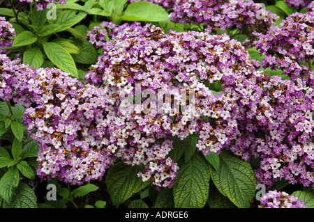 Heliotrope Heliotropium peruvianum Stock Photo