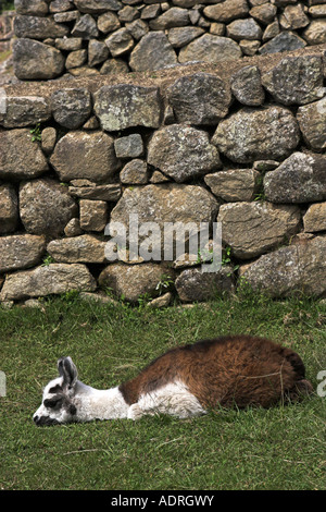 [Machu Picchu] llama [Lama glama], tired baby animal lying on grass in ruins, Peru, "South America" Stock Photo