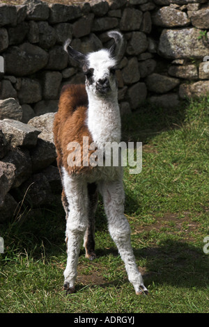 [Machu Picchu] llama [Lama glama], cute baby animal standing alone in ruins, Peru, 'South America' Stock Photo