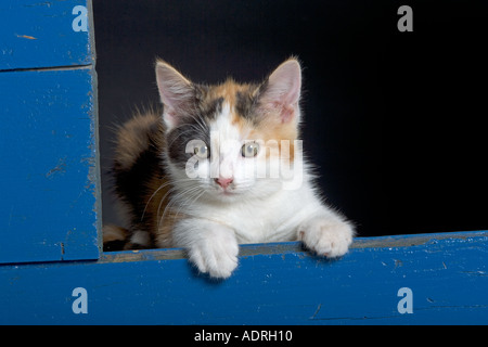 Tortoiseshell Kitten portrait Stock Photo