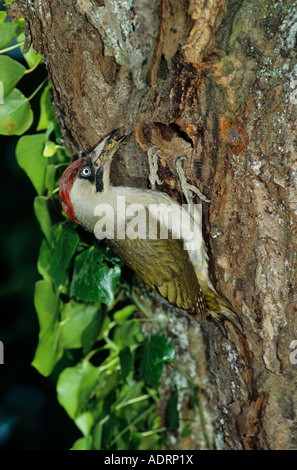 European Green Woodpecker Picus viridis female with ants prey at nesting cavity in cherry tree Walchwil Switzerland Stock Photo