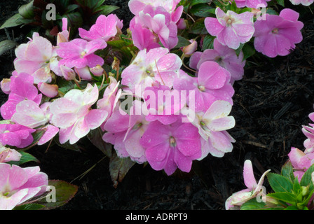 New Guinea Impatiens flowers Stock Photo