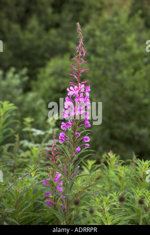 Rosebay Willowherb Epilobium hirsutum plant in flower, Carr Vale Nature Reserve, Bolsover, Derbyshire Stock Photo