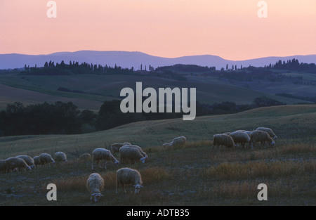 Sheep on Tuscan Farmland Italy Stock Photo