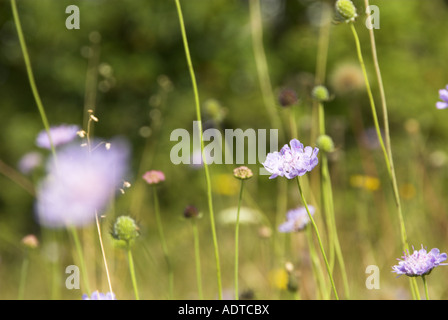 Scabious flowers abstract shot in calcareous summer meadow Stock Photo