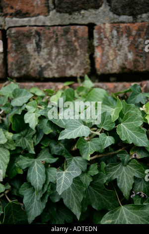 Ivy growing on a red brick wall, England UK Stock Photo