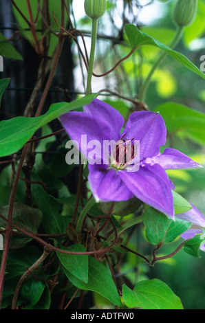 Clematis Ramona purple flowering plant perennial in Central Park Conservatory Garden. New York City USA. Stock Photo