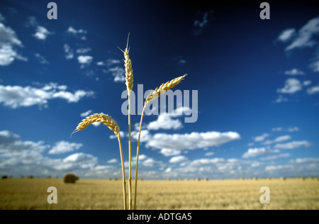cornfield Stock Photo