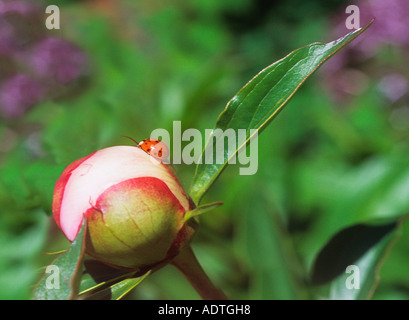Ladybug, Coccinella Magnifica (Coccinellidae), Harmonia Axyridis  lucky bug, beetle perched on a peony flower bud. Spring garden USA Stock Photo