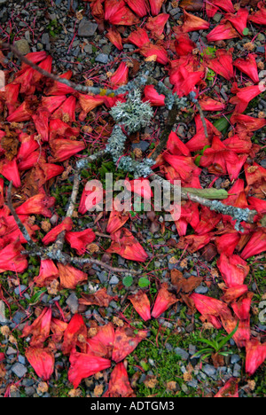 Bright red spring foliage contrasts with the white edged variegation of ...