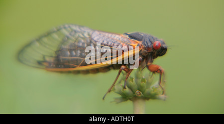 17 year northern race periodical cicada magicicada septendecim northern illinois Stock Photo