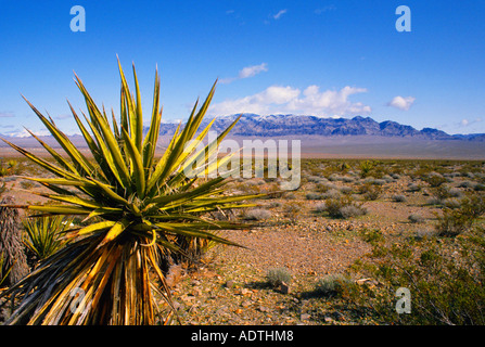 Vegetation Around Las Vegas, North American Deserts