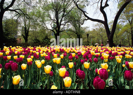 New York City Central Park tree and yellow tulip bed at the south end of  The Mall Stock Photo