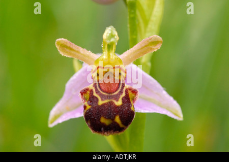 Close up of Bee Orchid Ophrys Apifera Stock Photo