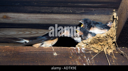 Swallow Hirundo rustica at nest feeding young in farm barn potton bedfordshire Stock Photo