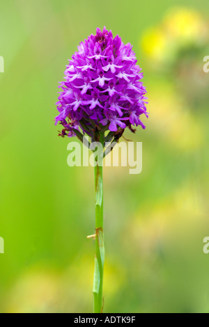 Pyramidal Orchid Anacamptis pyramidalis with nice defuse background devels dyke cambridgeshire Stock Photo