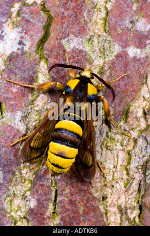 Hornet Moth Sesia apiformis at rest on poplar bark potton bedfordshire Stock Photo