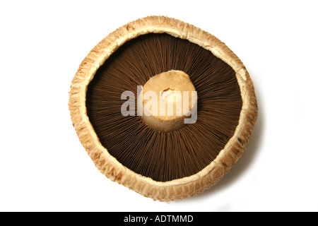 Portobello Mushroom on a white studio background. Stock Photo