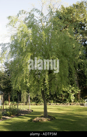 weeping willow tree Stock Photo