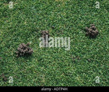 Worm casts in fine bowling green turf grass Stock Photo