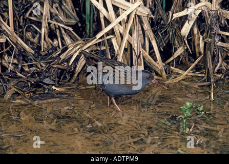 Water Rail Rallus aquaticus On ground beside dead reeds Stock Photo