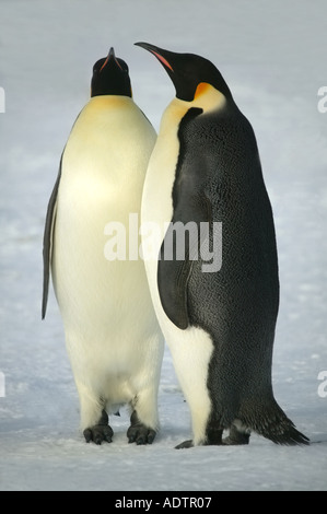 Two adult emperor penguins standing together on fast ice Halley Bay Antarctica Stock Photo