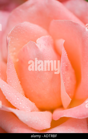 Pink Rose Flower With Water Drops Stock Photo - Alamy