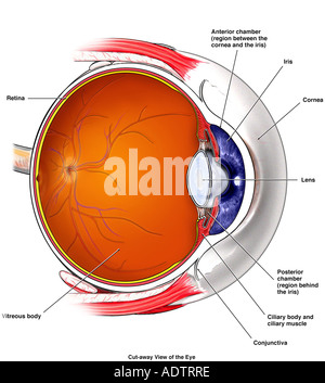 Anterior and Posterior Chambers of the Eye Stock Photo - Alamy