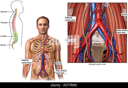 The Blood Vessels At The Lumbar Vertebrae Stock Photo - Alamy