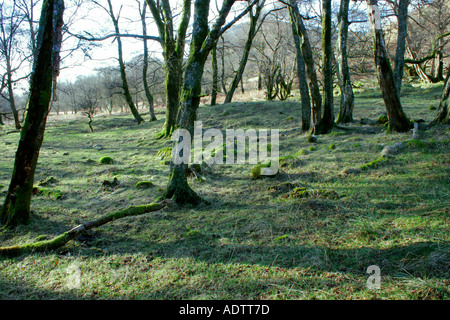 Woodland in late winter at Glentrool in Dumfries and Galloway, South West Scotland. Stock Photo
