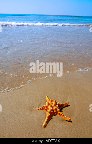 Starfish in a beach Stock Photo