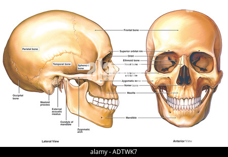 Anatomy Of The Skull Stock Photo Alamy