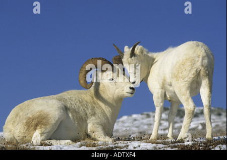 Dall Sheep Ovis dalli Male with immature standing touching noses blue sky Denali N P Alaska U S A Stock Photo