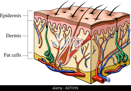 Skin Cut Stock Photo - Alamy