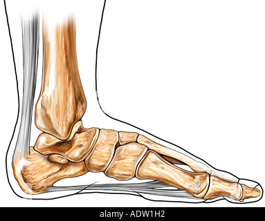 Calf Muscle - Gastrocnemius, Plantar Anatomy Muscle - Isolated On White 