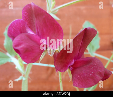 Deep Red Sweet Pea Stock Photo