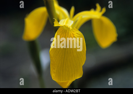 Yellow Iris iris pseudacorus Closeup of yellow flower petals Stock Photo