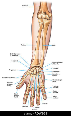 The bones of the forearm Stock Photo: 13175746 - Alamy
