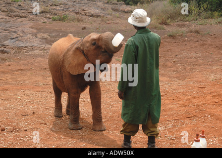 A young elephant calf being bottle fed with milk by a keeper at the David Sheldrick Orphanage near Nairobi National Park Kenya Stock Photo