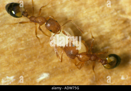 Pharaohs ant Monomorium pharaonis workers carrying pupa Stock Photo